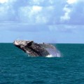 Baleine---Porto-Seguro-4