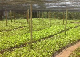 4.plantation de poivre noir