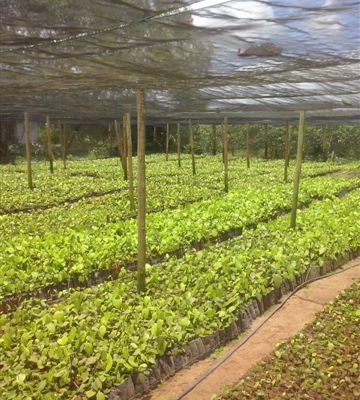 4.plantation de poivre noir