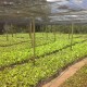 4.plantation de poivre noir
